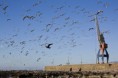 /album/fotogaleria-inicio/aves-marinas-antofagasta-chile-jpg/